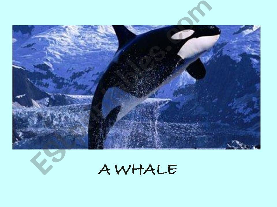 sea animals powerpoint