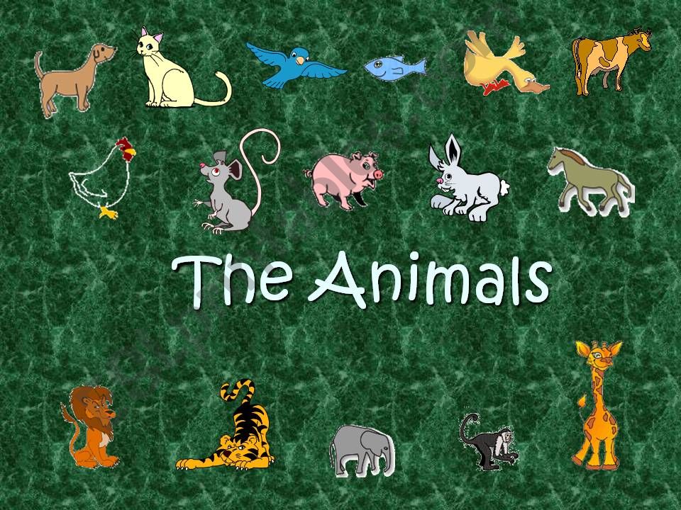 Animalss powerpoint