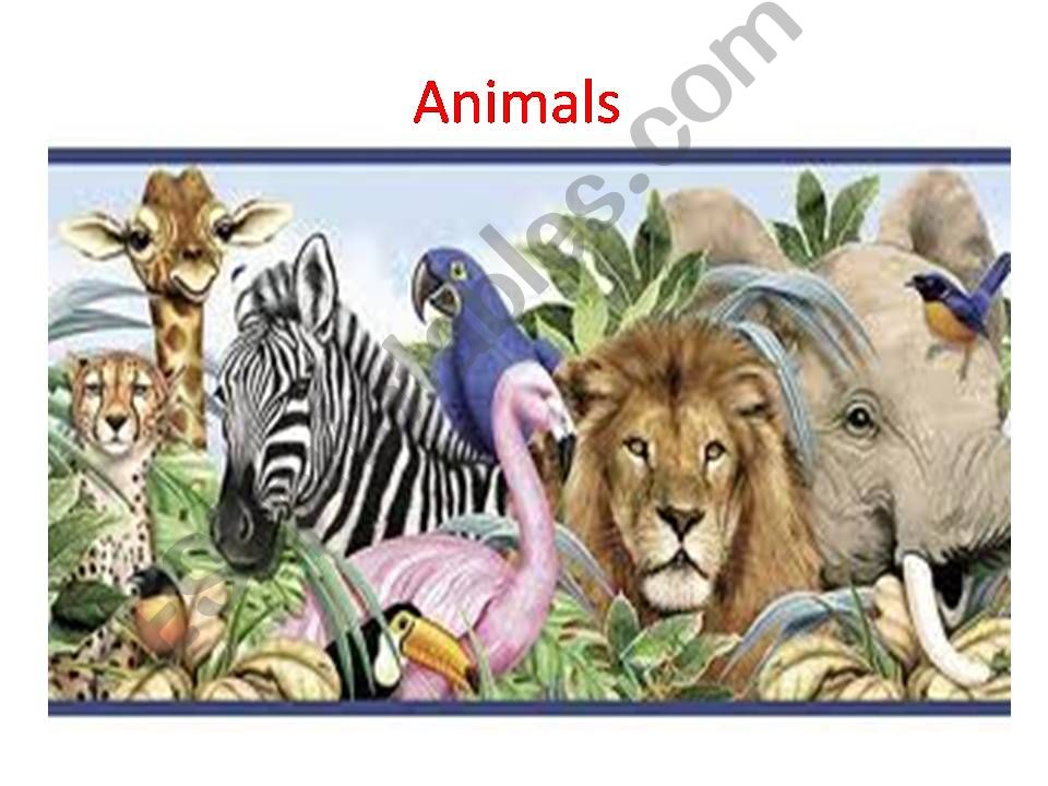 ANIMALS powerpoint