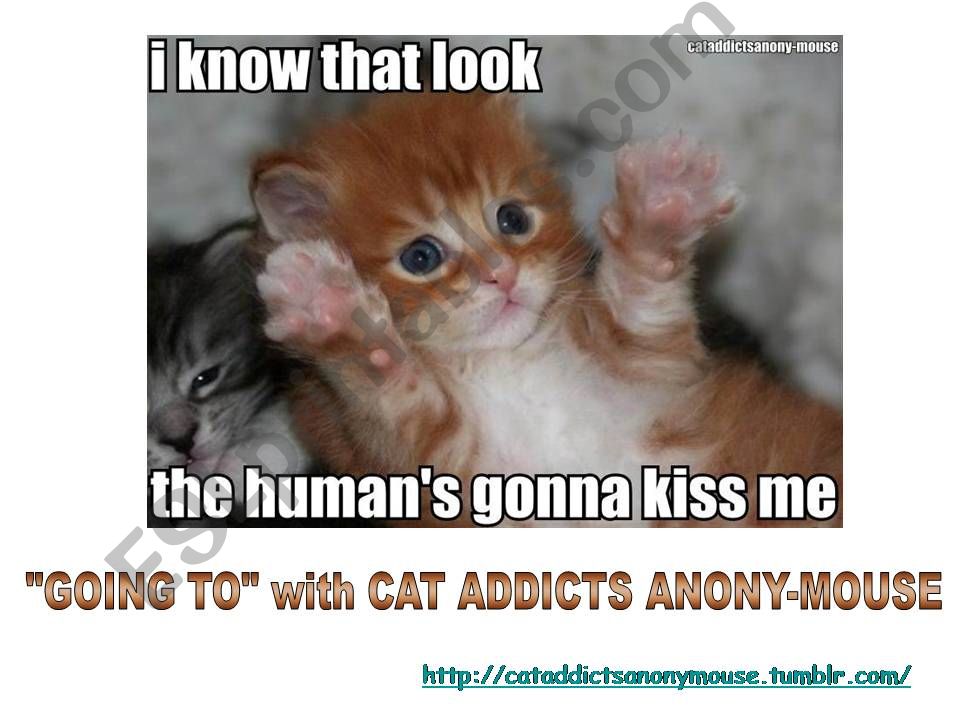 GOING TO with Cat Addicts AnonyMouse