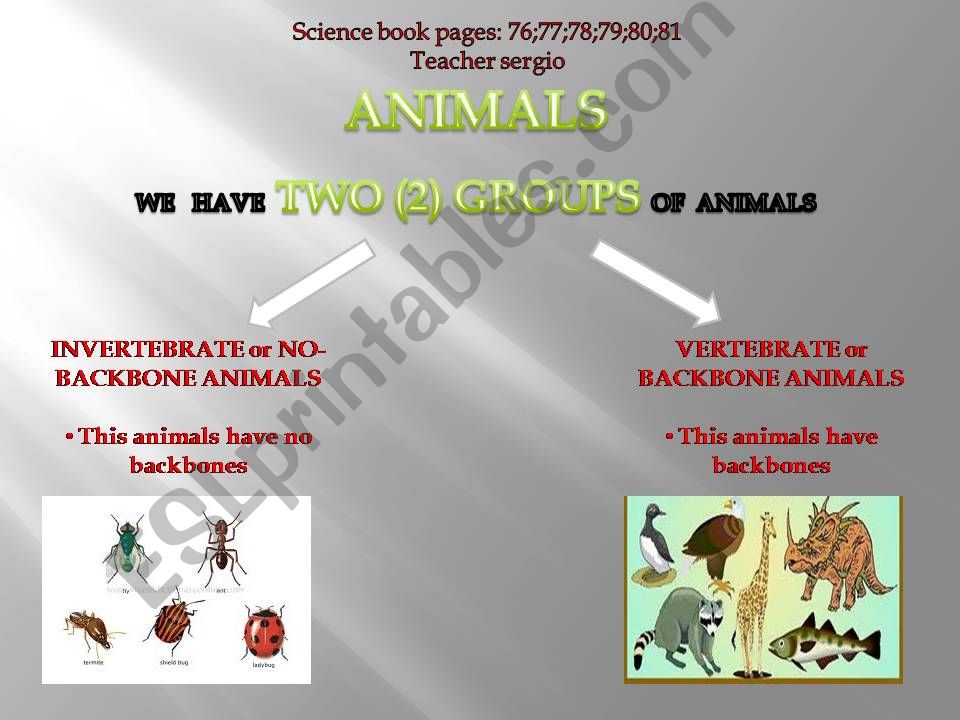 vertebrates and invertebrates animals