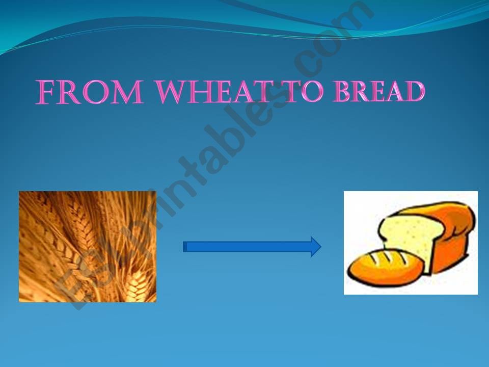 from wheat to bread powerpoint