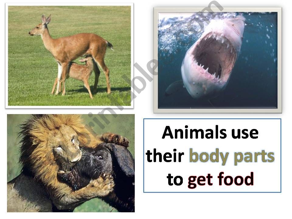 ESL - English PowerPoints: How do animals get their food?