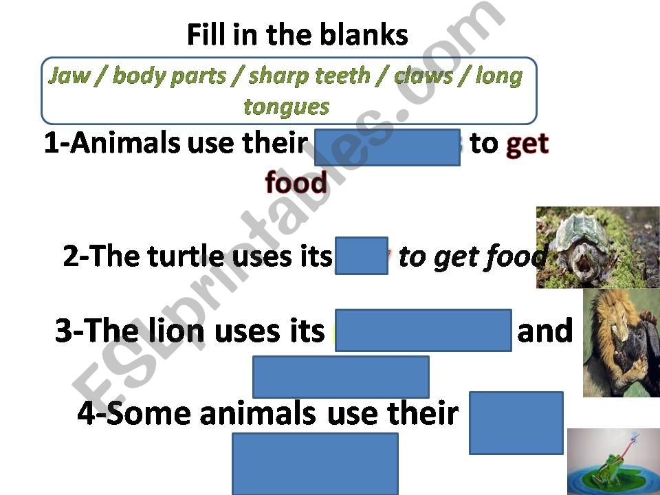 ESL - English PowerPoints: How do animals get their food? ESL - English PowerPoints: How do animals get their food?
