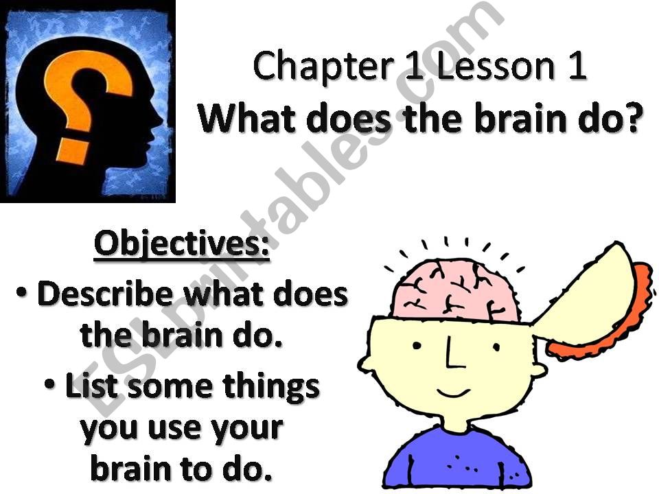 What does the brain do? powerpoint