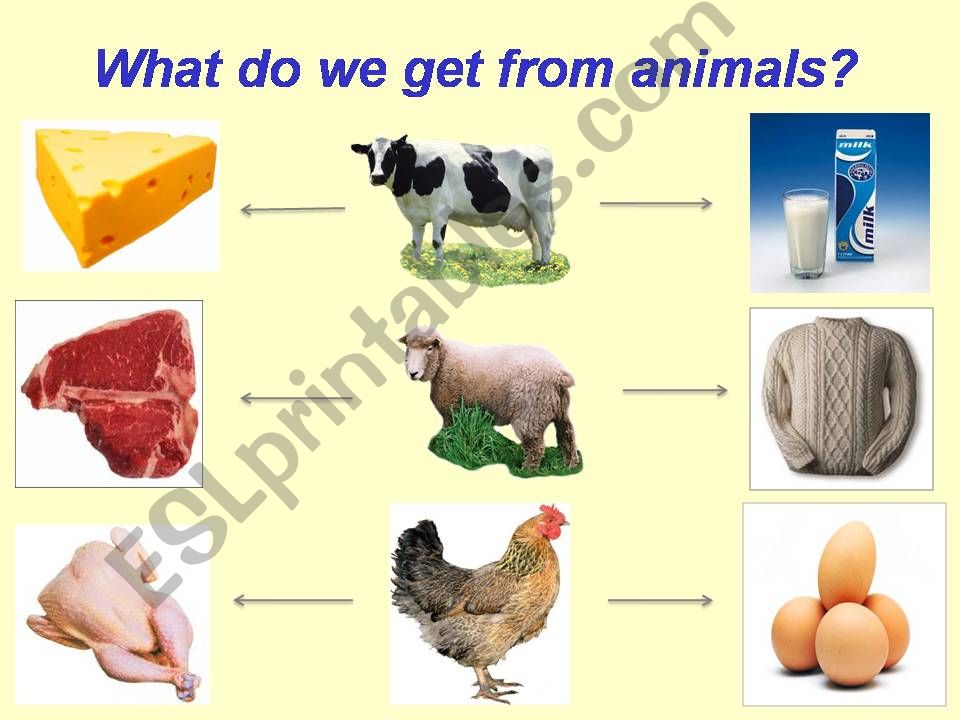 ESL - English PowerPoints: what do we get from animals