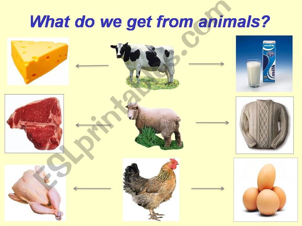 what do we get from animals powerpoint