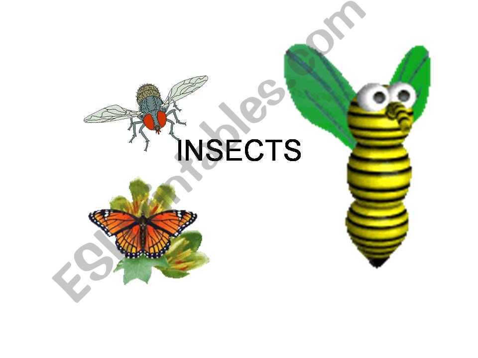 INSECTS powerpoint