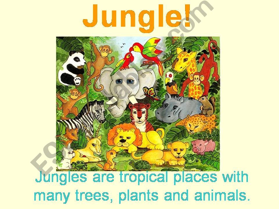 Introduction to Jungle Animals