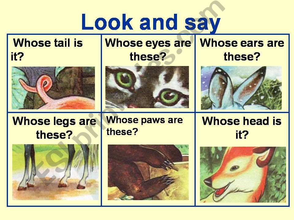 animals body parts  powerpoint