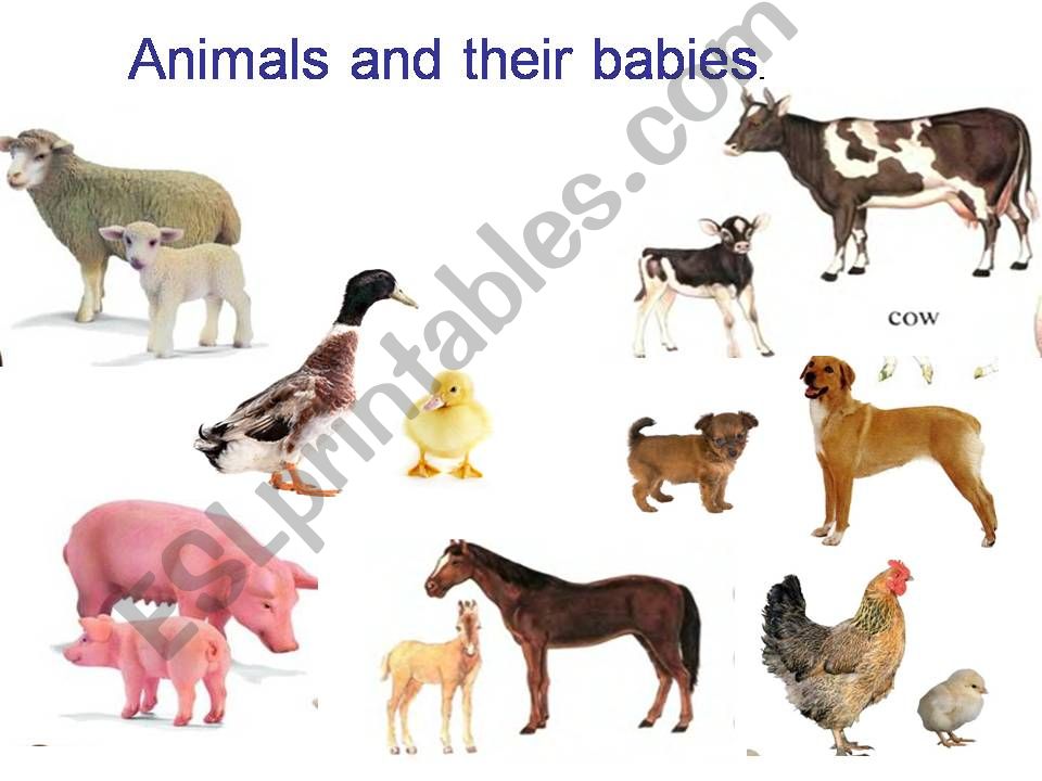 animals and their babies powerpoint