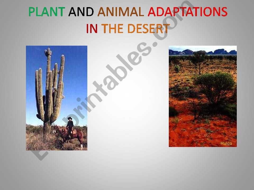 Desert Plant and Animal Adaptations