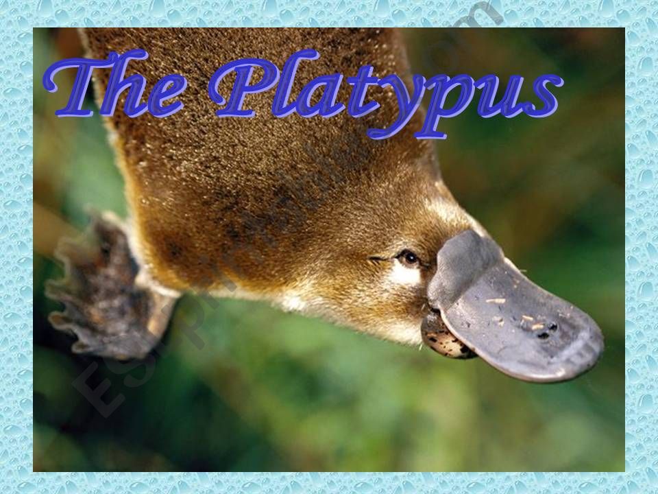 The Platypus powerpoint