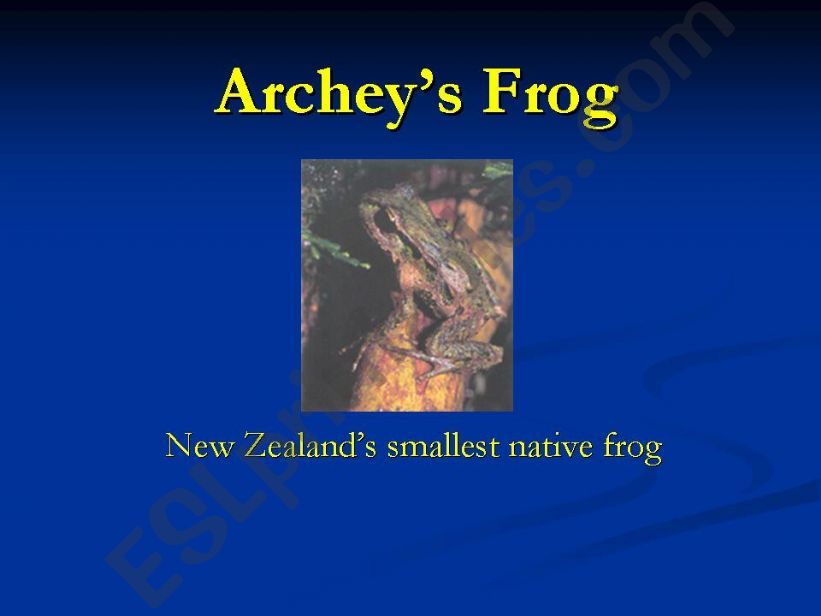 Archeys Frog powerpoint