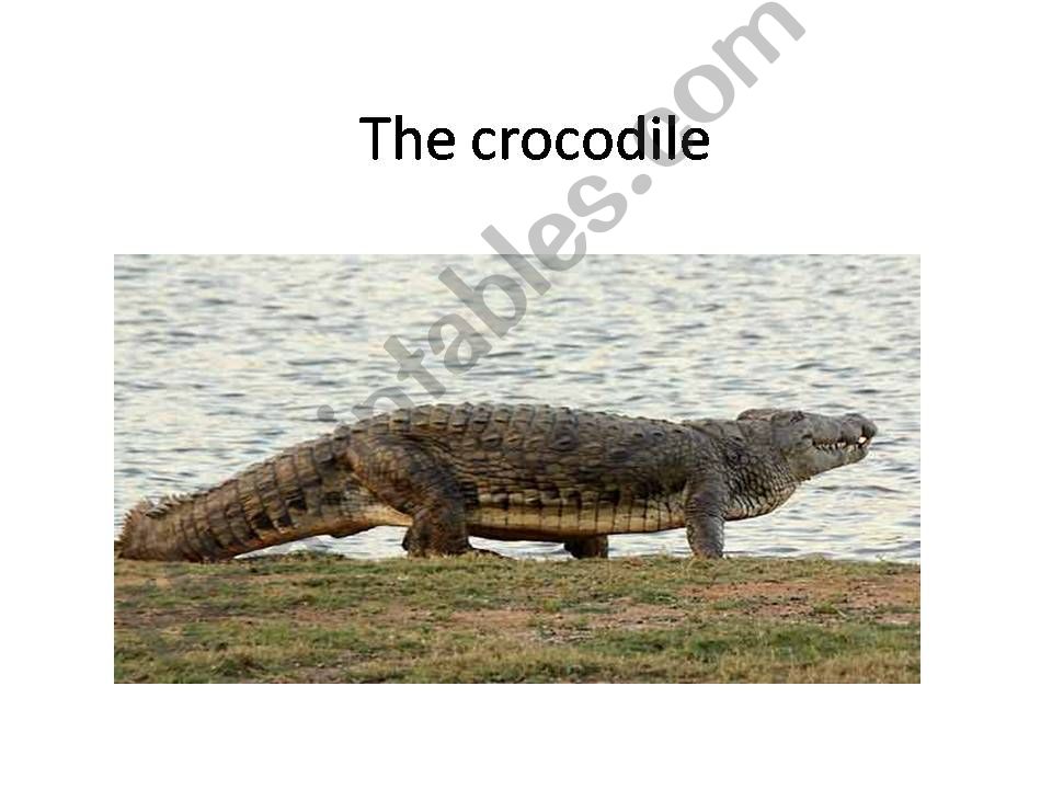 The crocodile powerpoint
