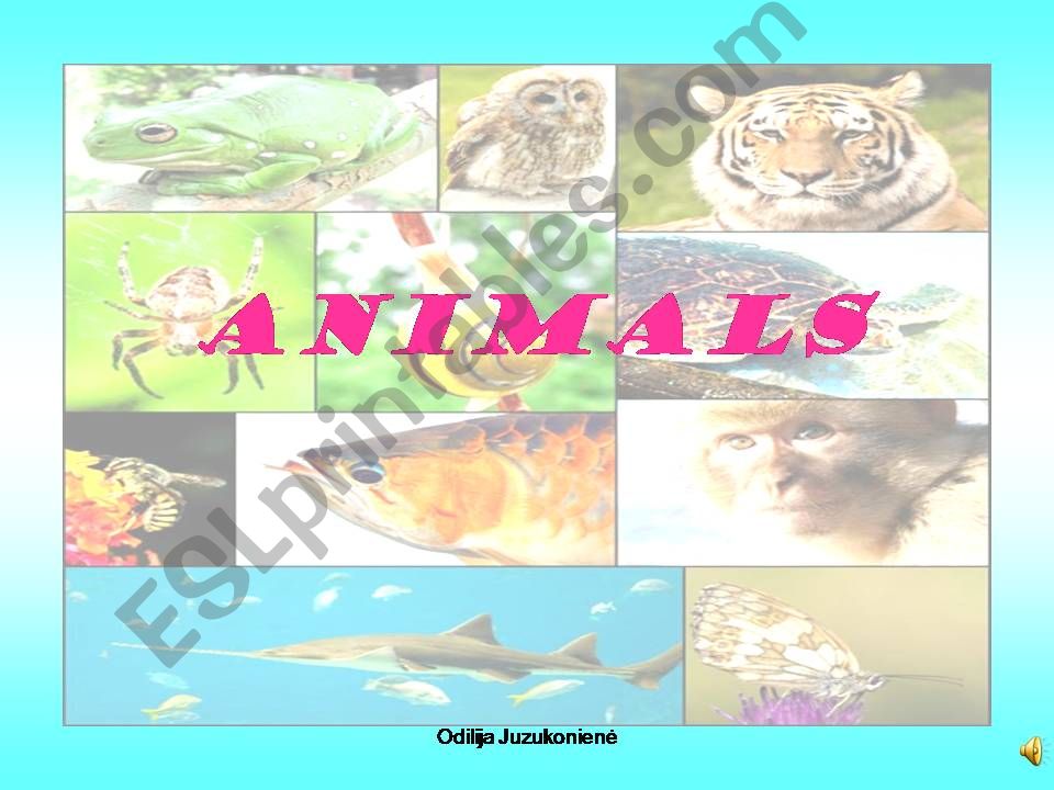 Animals powerpoint