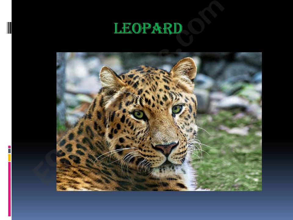leopard powerpoint