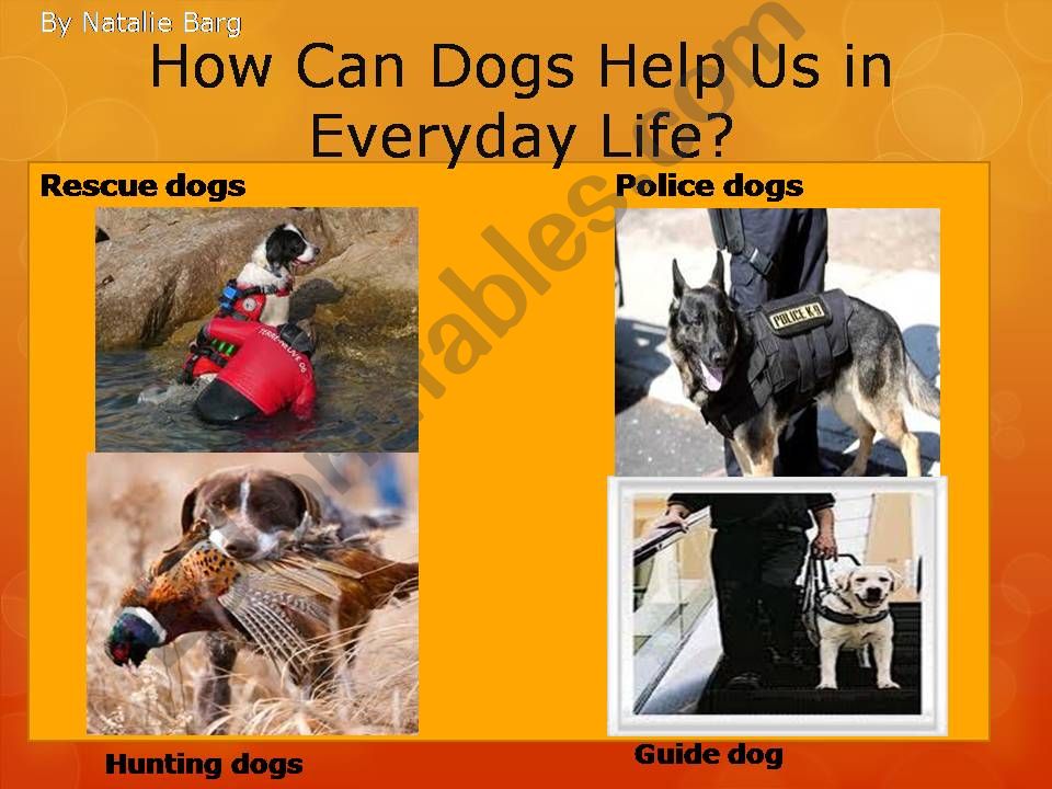 Guide Dog powerpoint