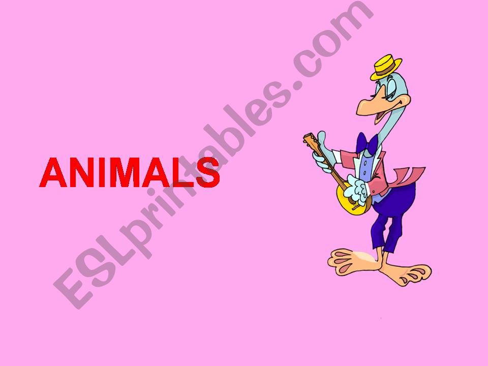 Animals powerpoint