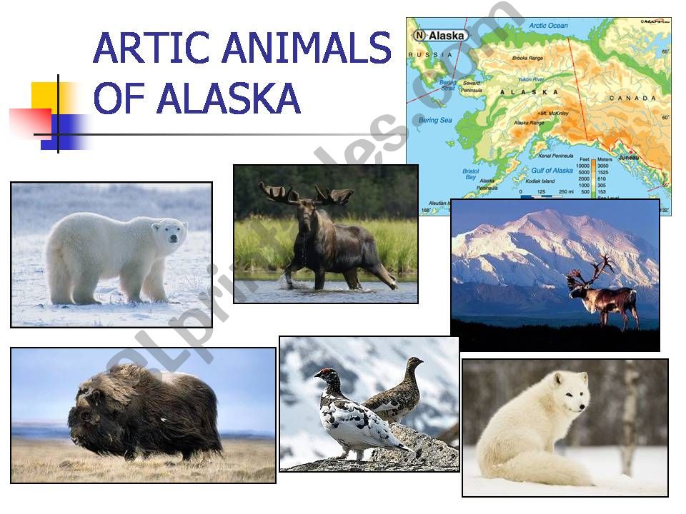 ESL - English PowerPoints: Artic animals of Alaska