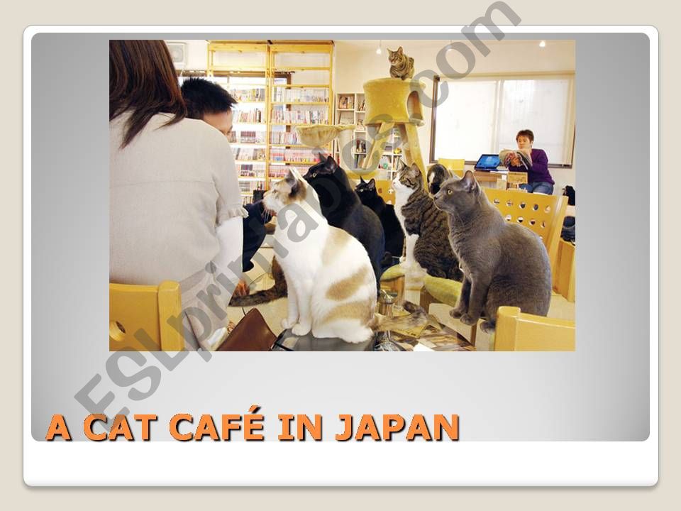 Cat Cafe in Japan powerpoint