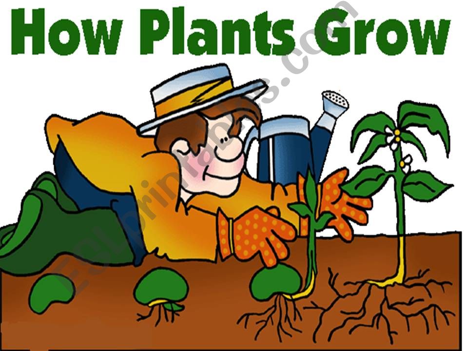 how plants grow powerpoint