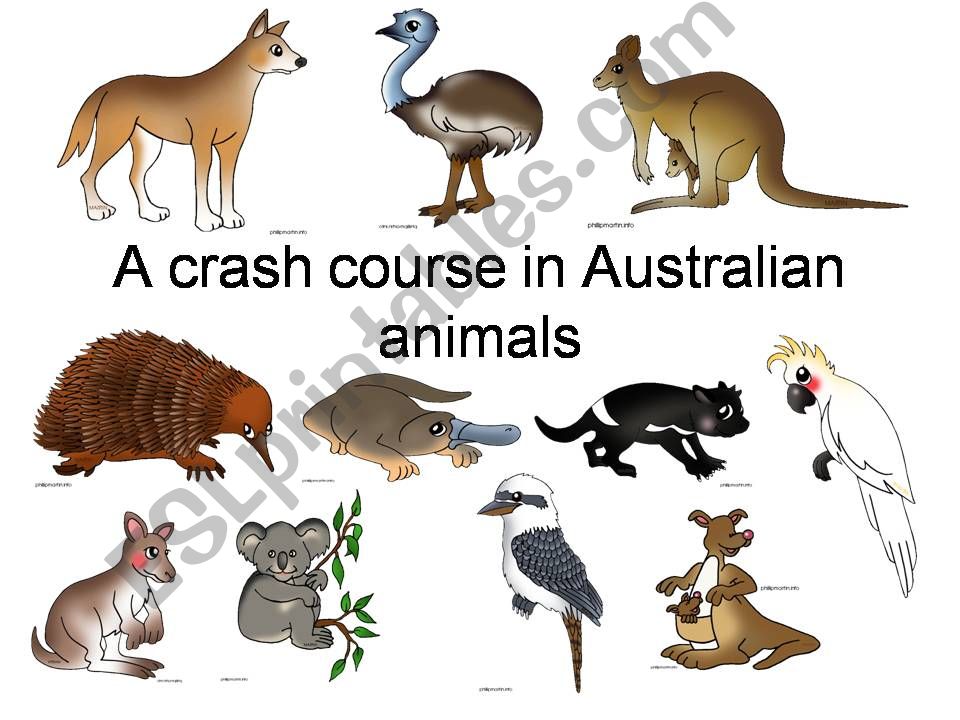 A crash course in Australian animals