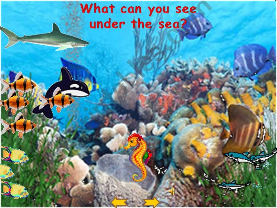 Presentation about the sea powerpoint