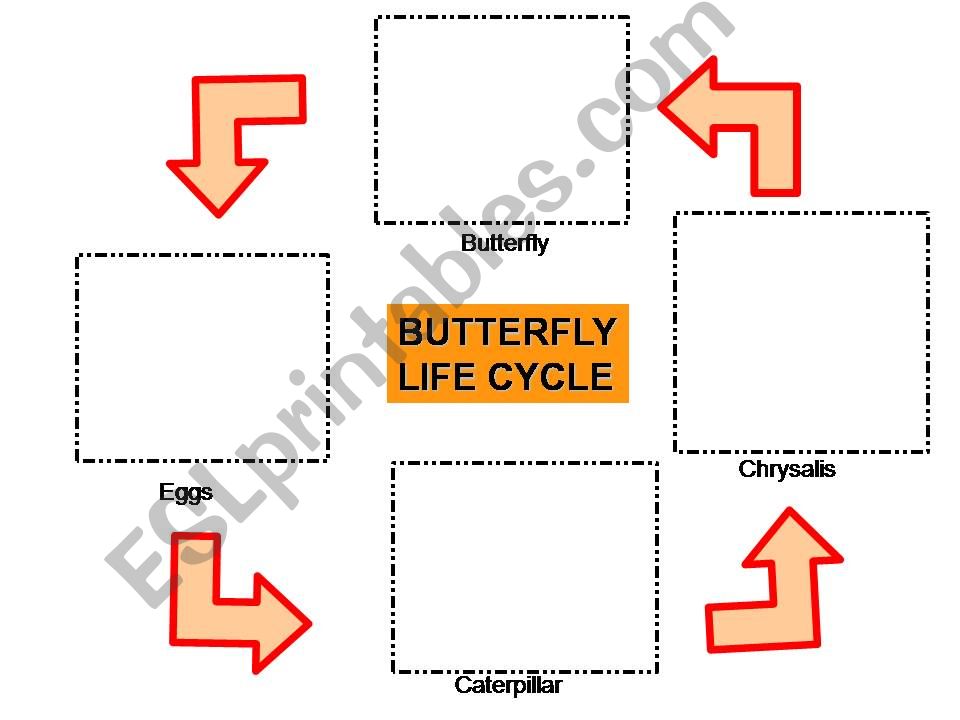 Butterfly Life Cycle powerpoint