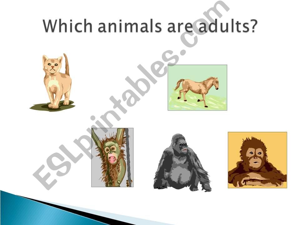 Animal Life Cycles powerpoint
