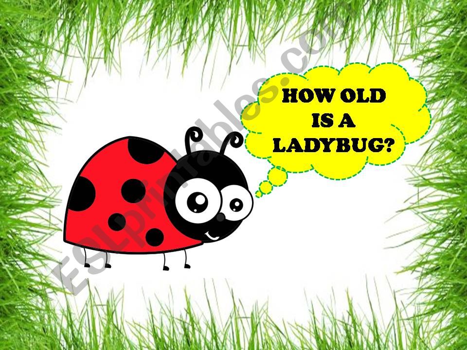 HOW OLD IS A LADYBUG? powerpoint