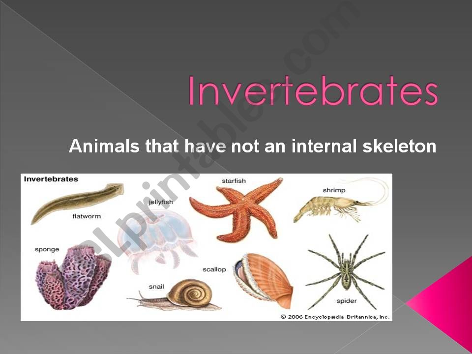 ESL - English PowerPoints: Invertebrate animals