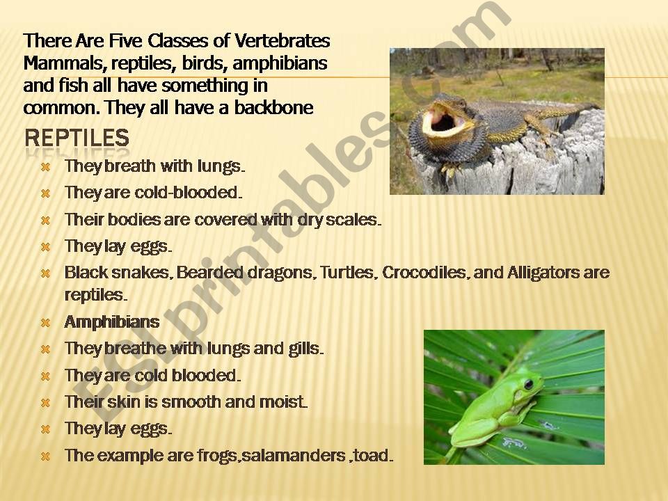 The vertebrates Animals powerpoint