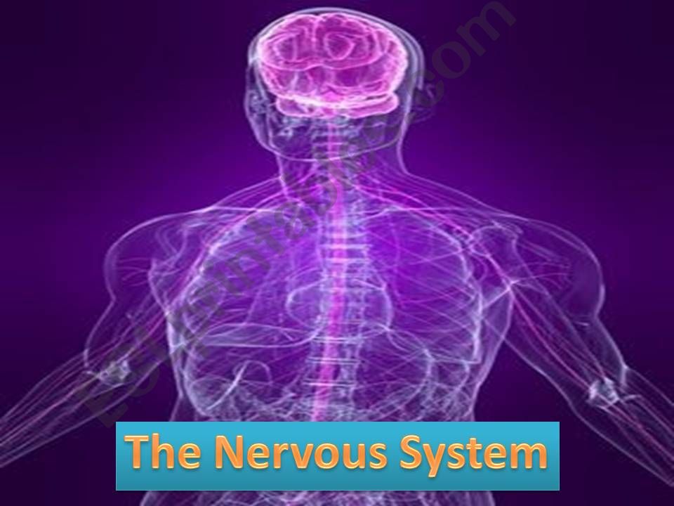 The nervous system powerpoint
