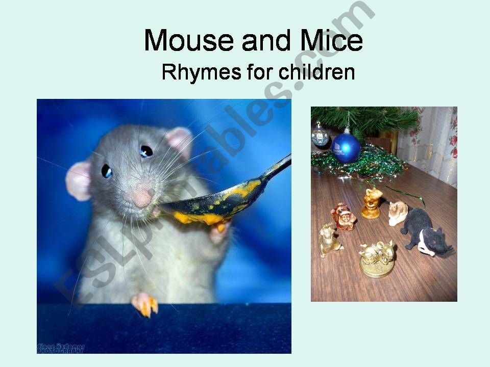 Mouse and mice powerpoint