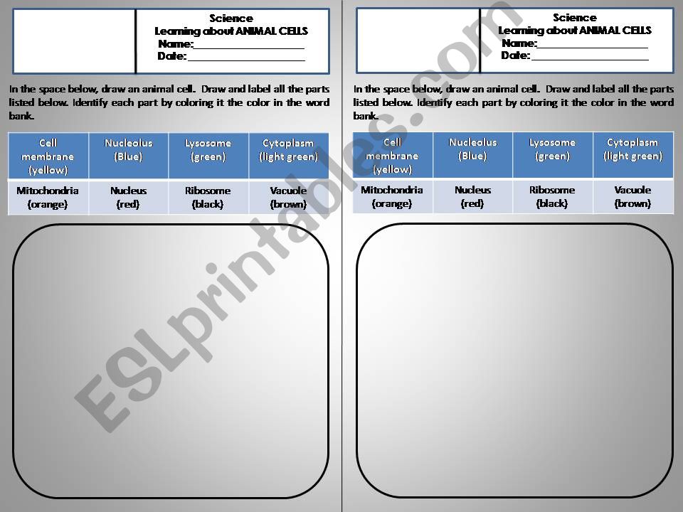 Animal Cell powerpoint