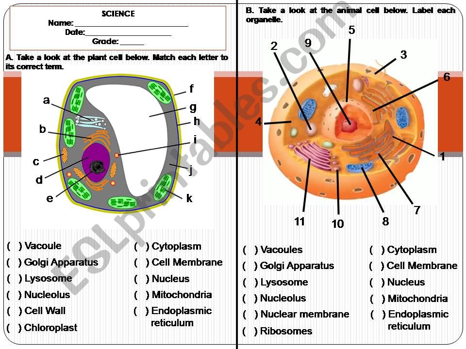 The Cell powerpoint