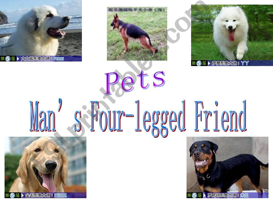Mens best friend-dogs powerpoint