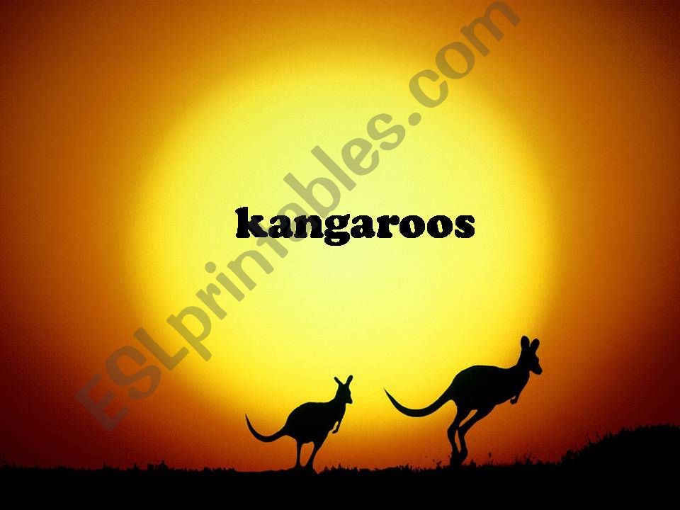 kangaroos powerpoint