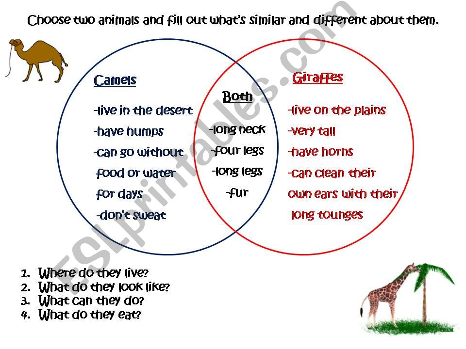 Camels vs Giraffes powerpoint