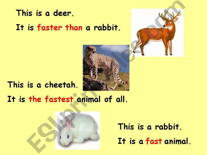 comparatives based on animals powerpoint