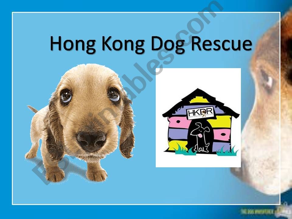 Keeping pets - Hong Kong Dog Rescue