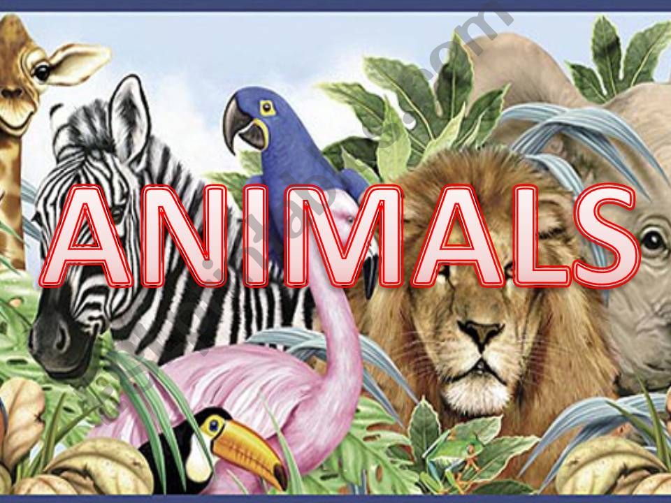 Animals powerpoint