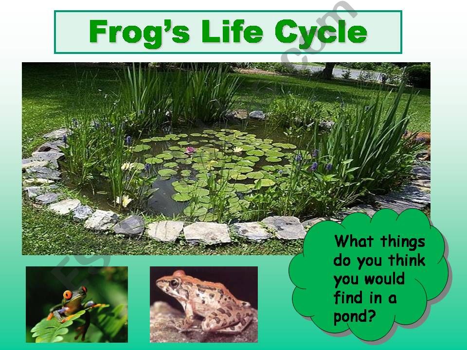 Frogs life cycle powerpoint