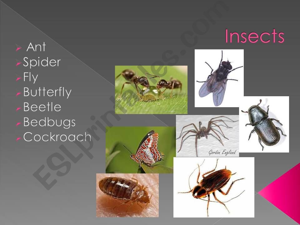 Insects powerpoint