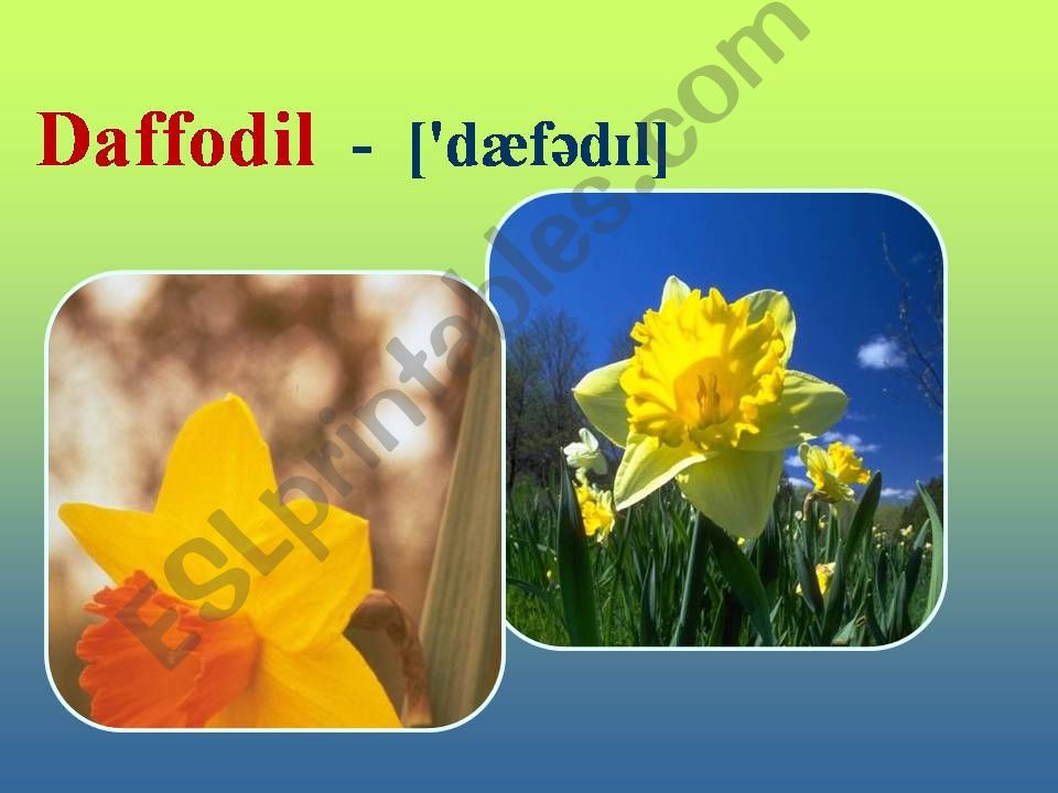 Flowers powerpoint