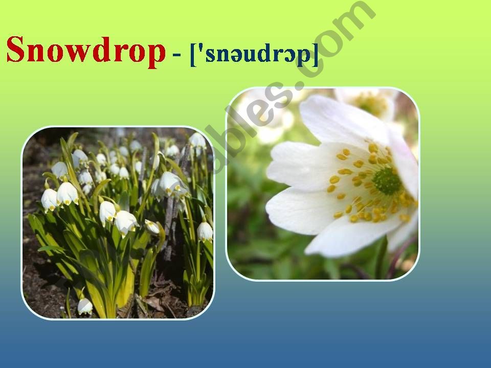 Flowers powerpoint