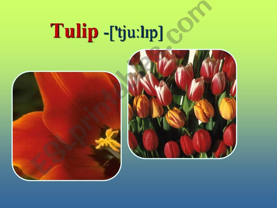 Flowers powerpoint