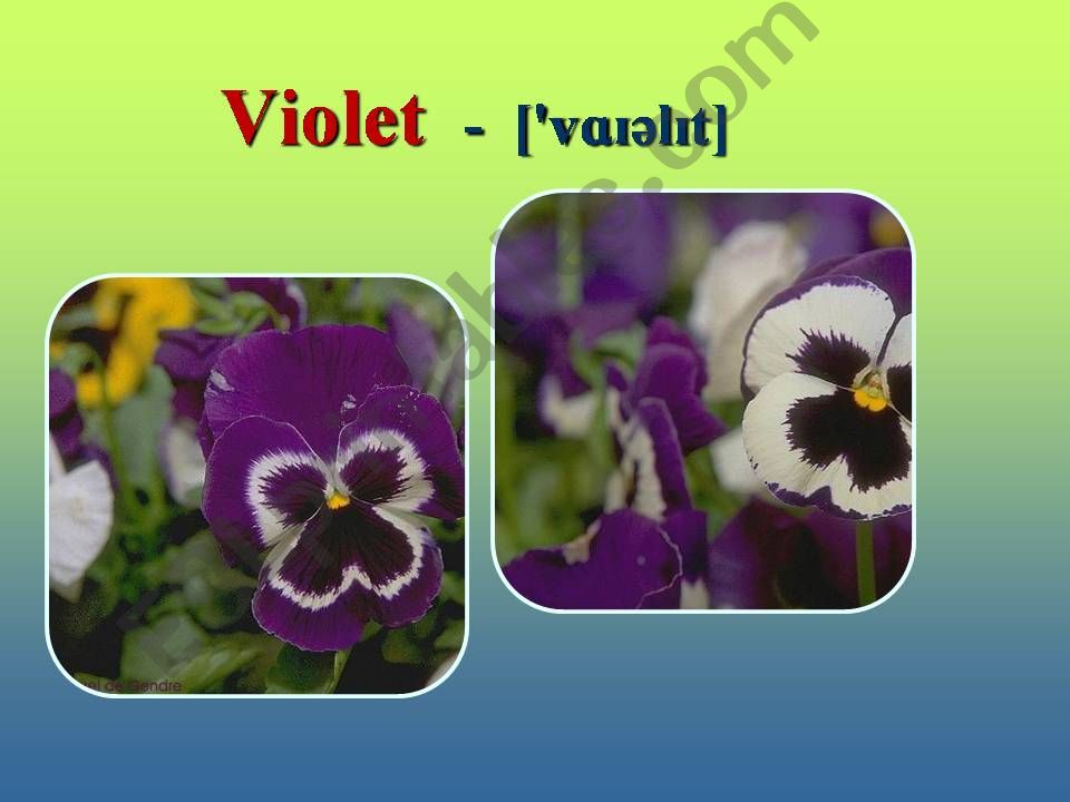 Flowers powerpoint