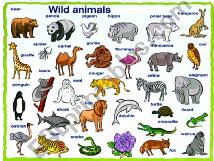 ESL - English PowerPoints: WILD ANIMALS